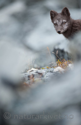 BB 13 0129 / Vulpes lagopus / Fjellrev